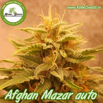 Afghan Mazar autoflower, regulier. 